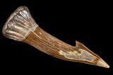 Fossil Sawfish (Onchopristis) Rostral Barb- Morocco #106470-1